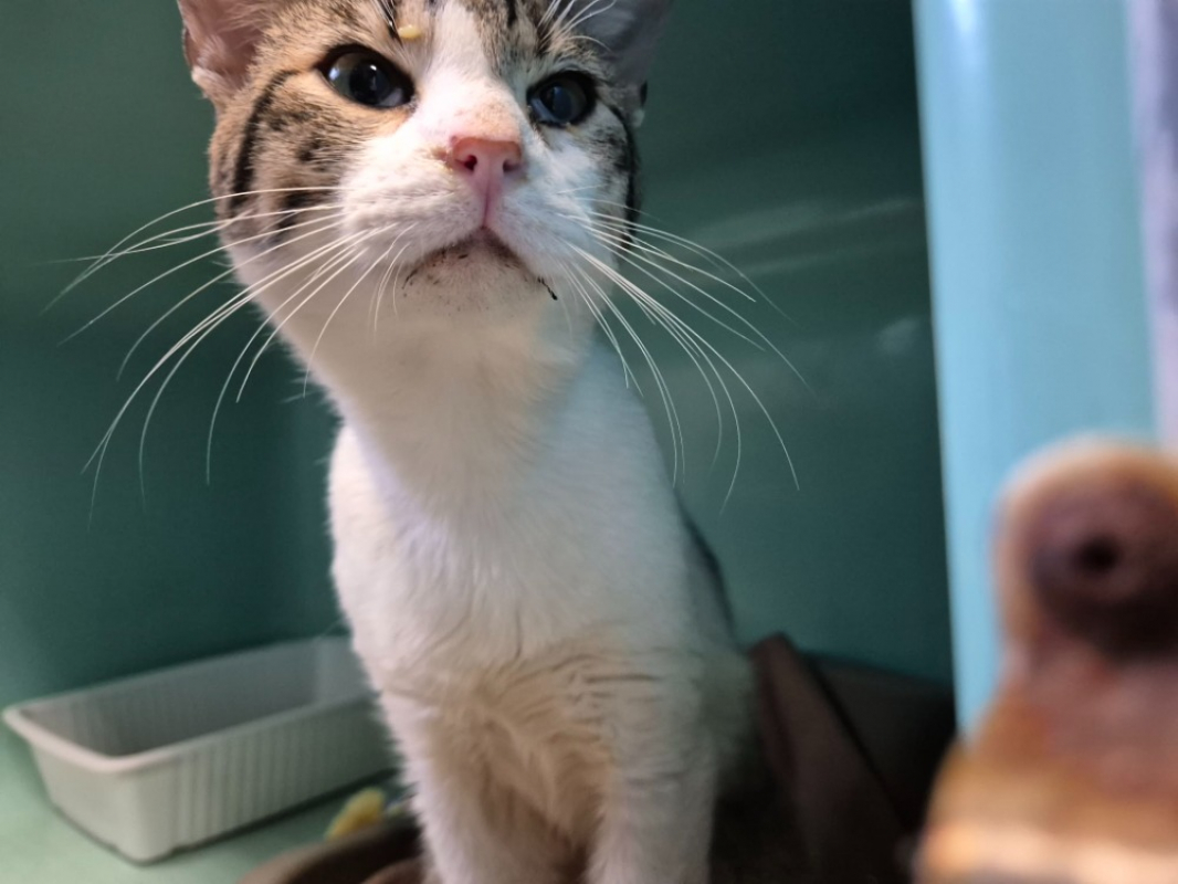 Photo #3 de Cafe latte