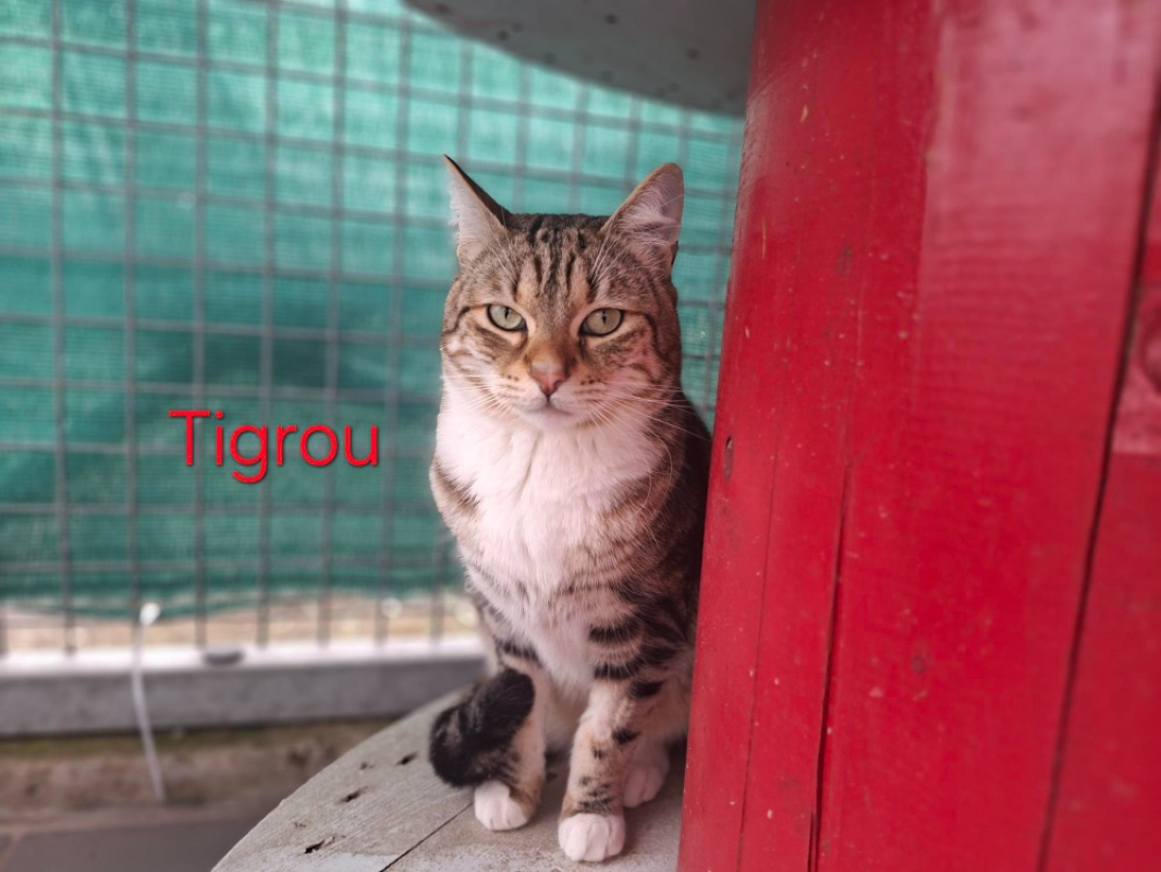 Photo de Tigrou