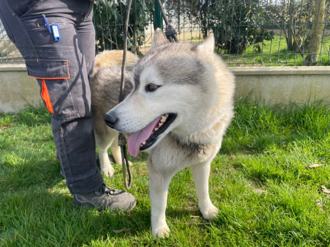 Photo #2 de Falcko promis