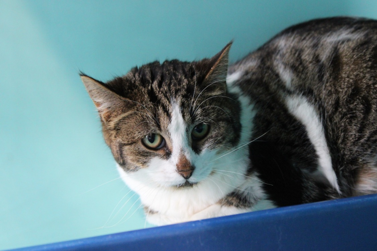 Photo #1 de Gourgandine