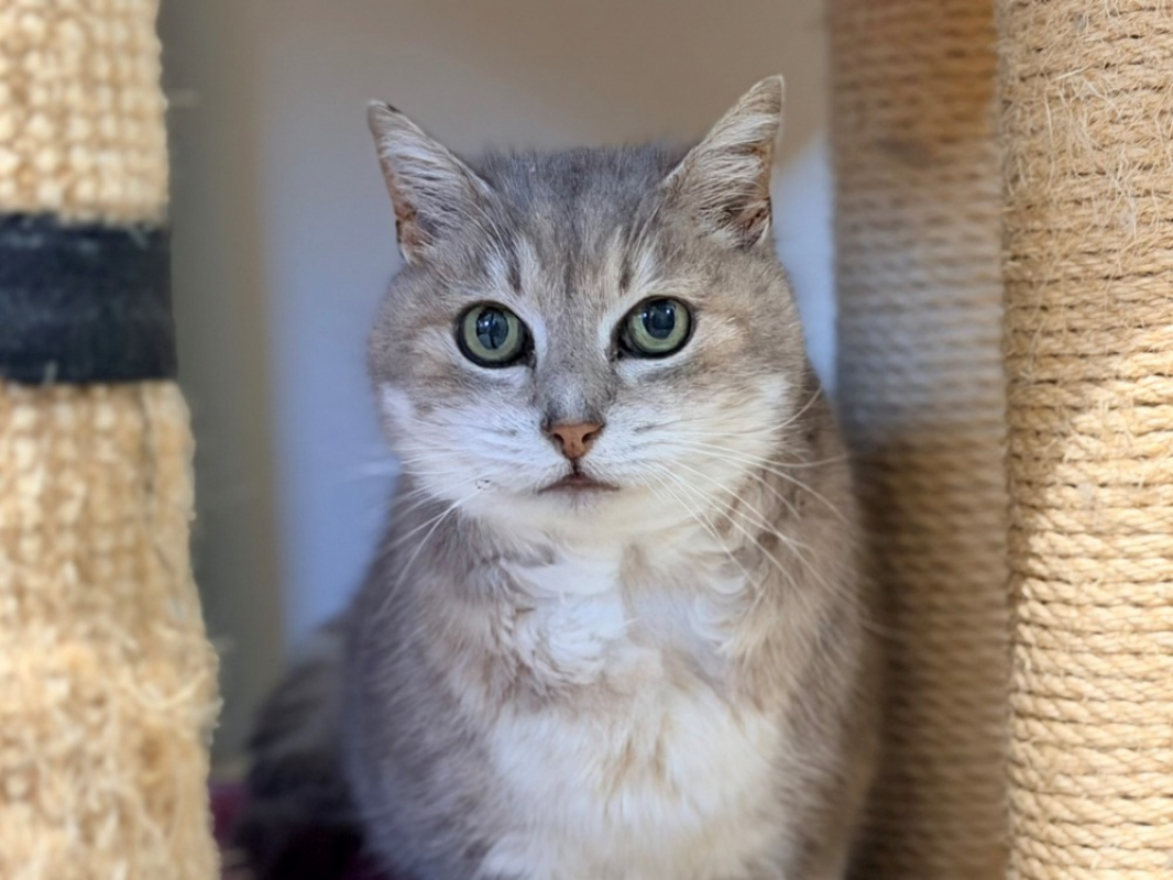 Photo #1 de Princesse