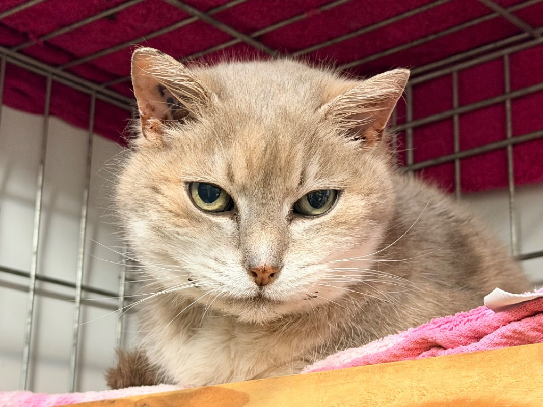 Photo #3 de Princesse