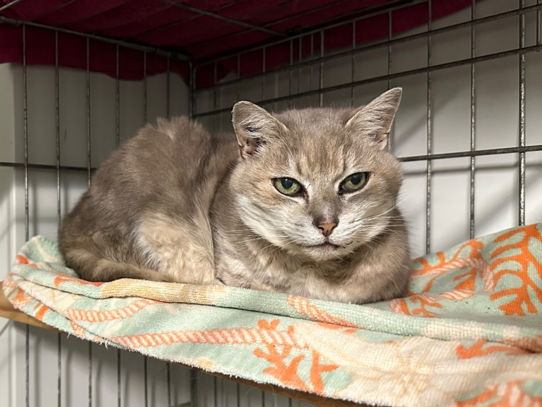 Photo #4 de Princesse