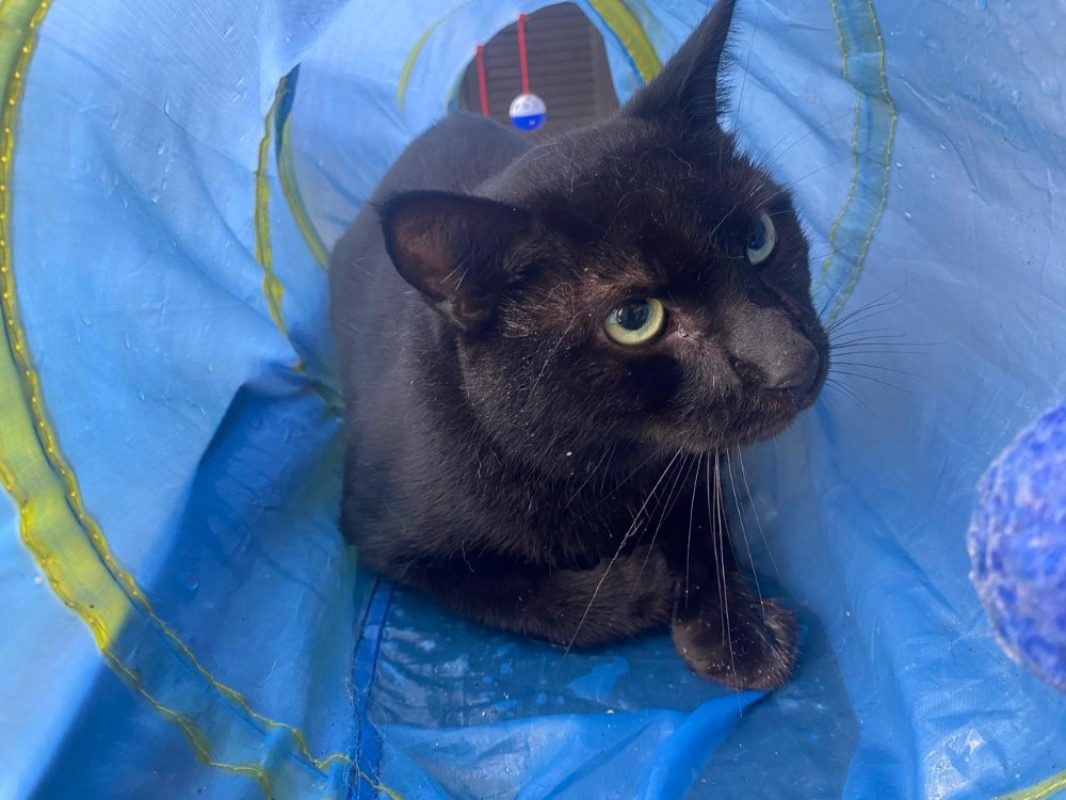 Ulysse - Chat Européen à adopter