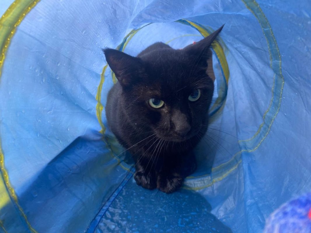 Ulysse - Chat Européen à adopter - photo 2
