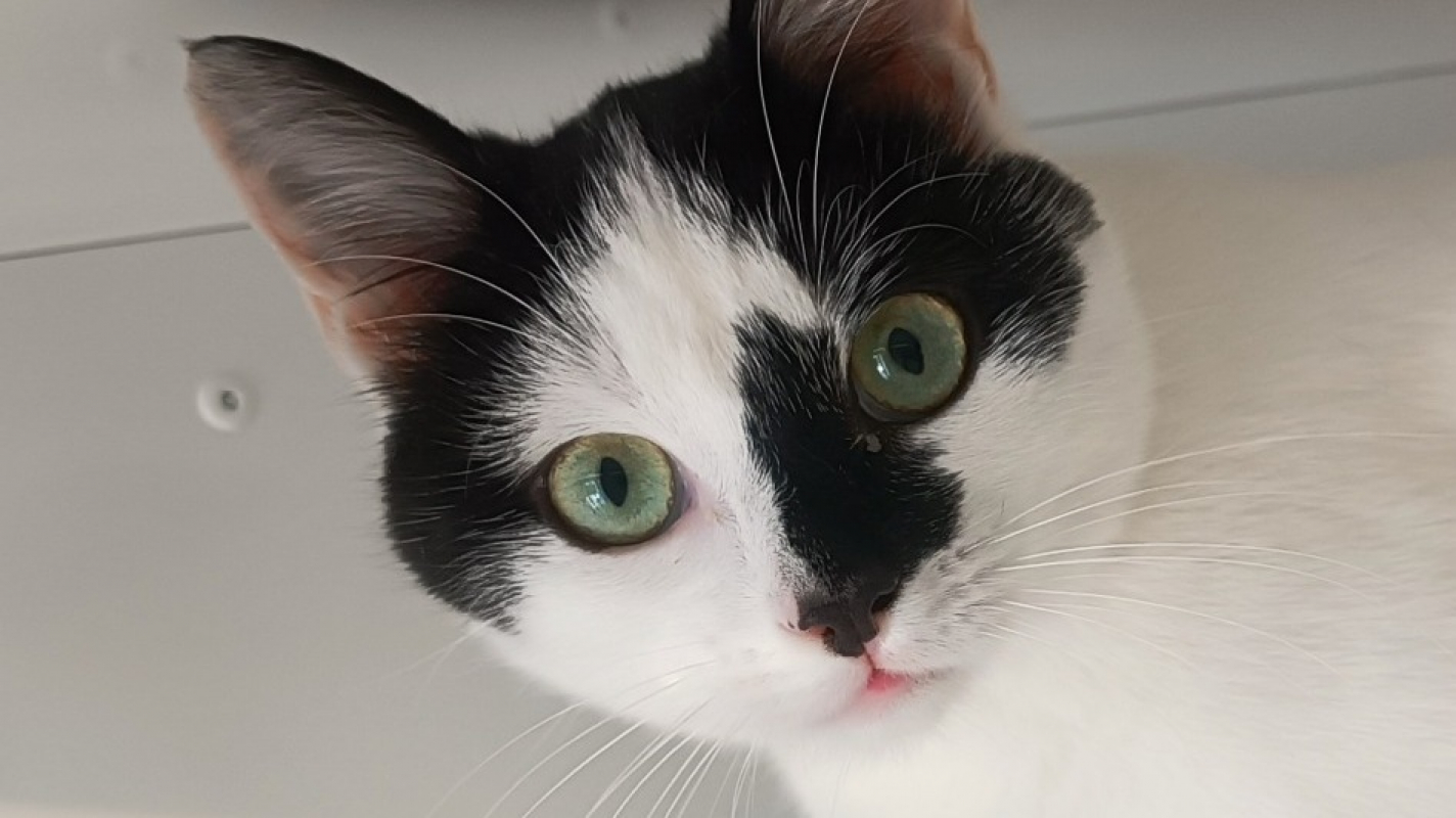 Photo de Stracciatella