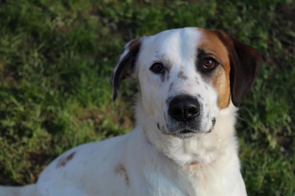 Photo #1 de Spoutnik