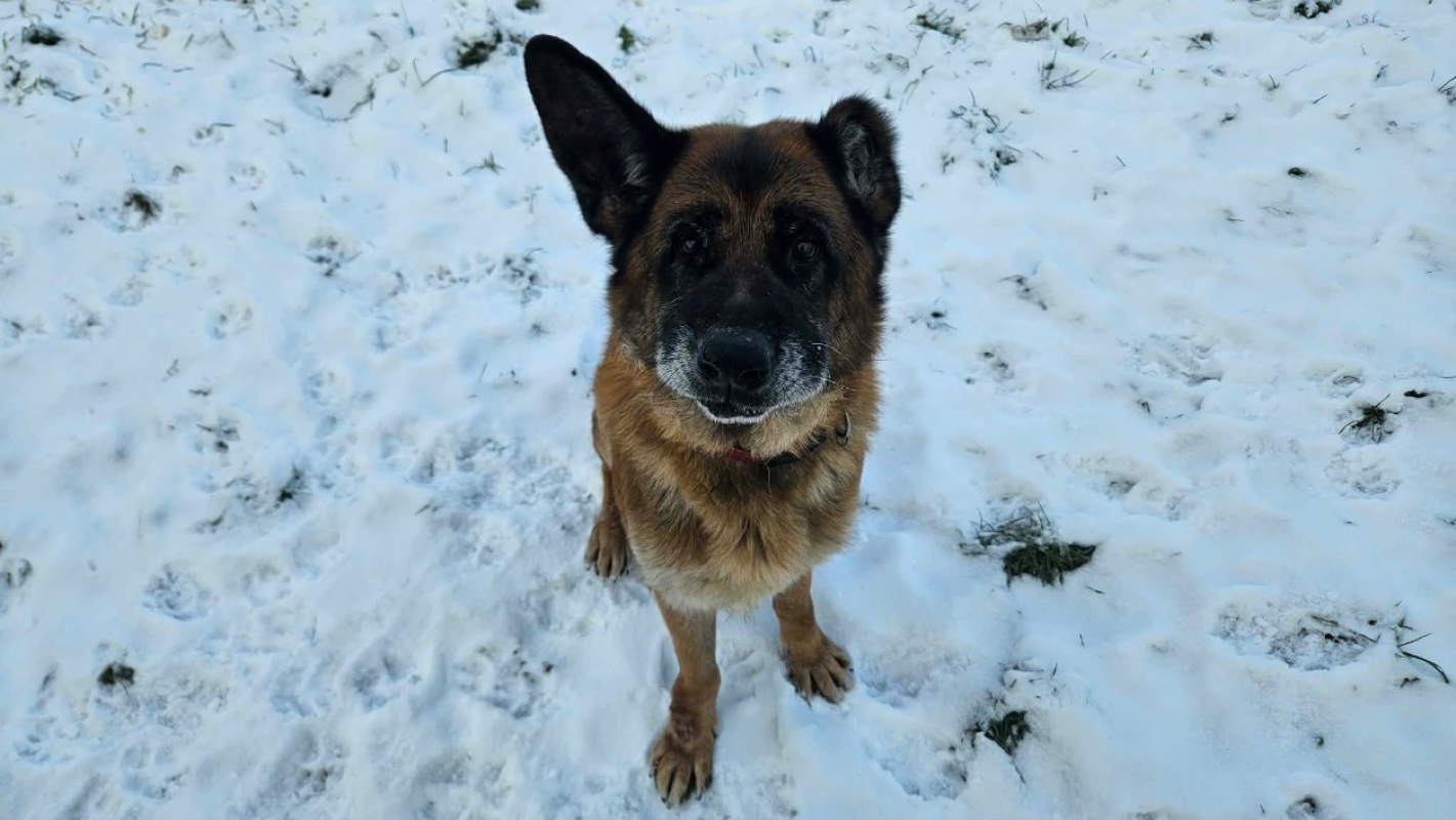 Photo #1 de Patapouf