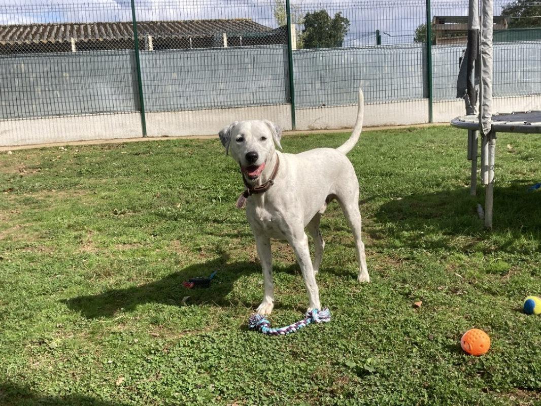 Photo #1 de Olaf