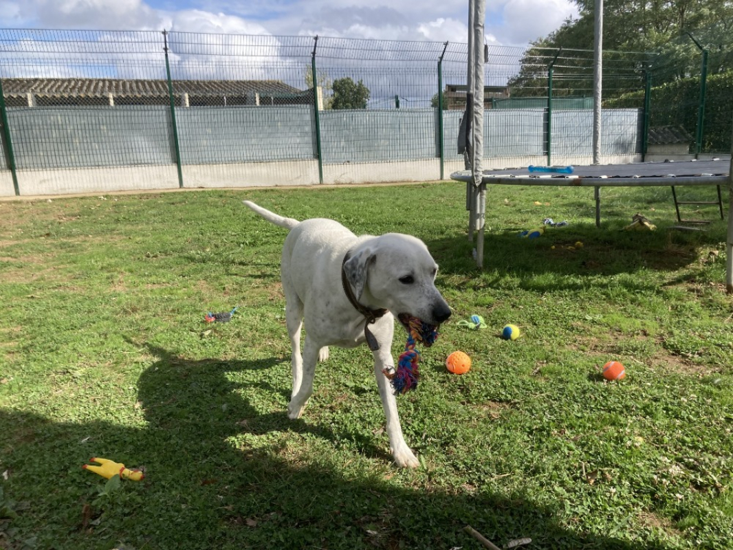 Photo #4 de Olaf