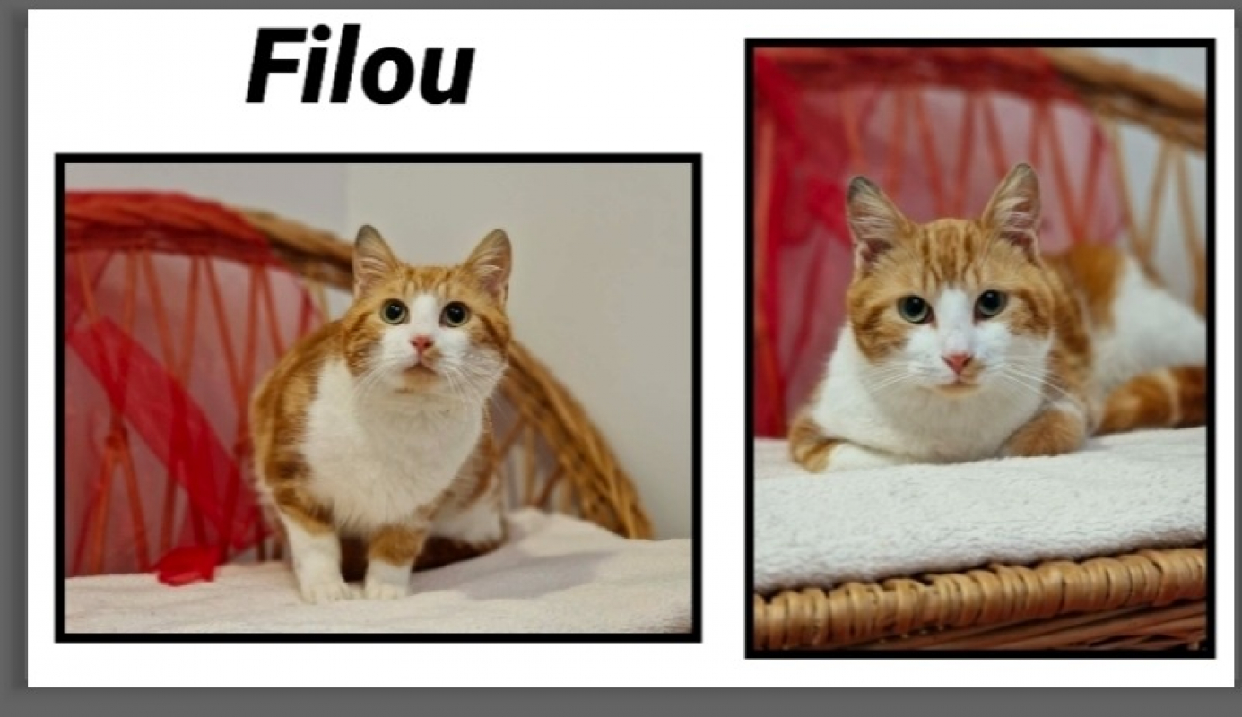 Photo de Filou réservé