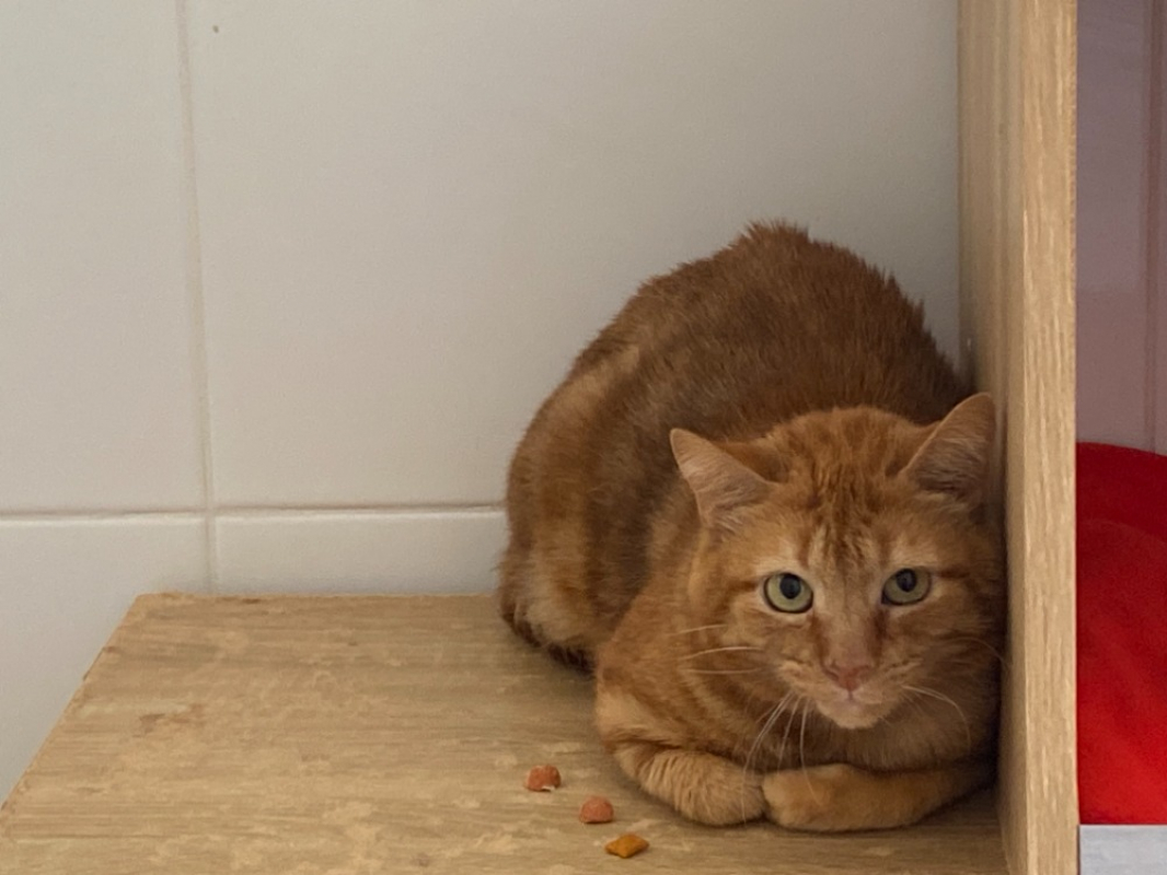 Photo de Minou