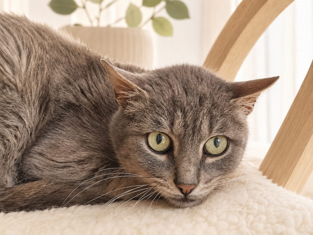 Cukip - Chat Européen à adopter