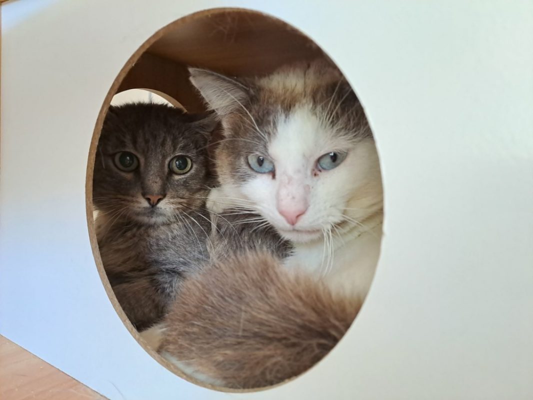 Cukip - Chat Européen à adopter - photo 2