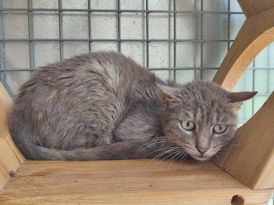 Cukip - Chat Européen à adopter - photo 3