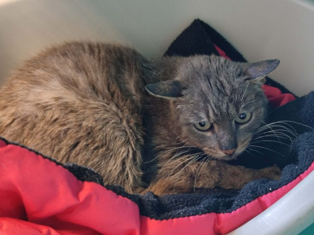 Cukip - Chat Européen à adopter - photo 4