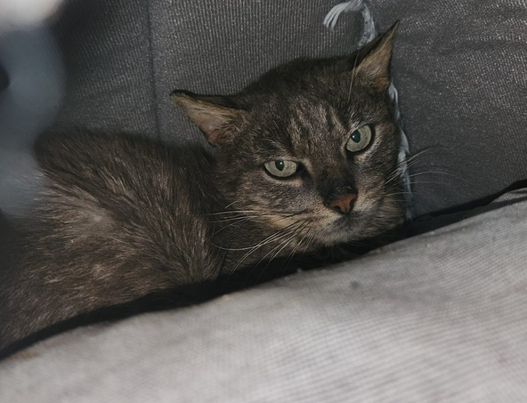 Cukip - Chat Européen à adopter - photo 5