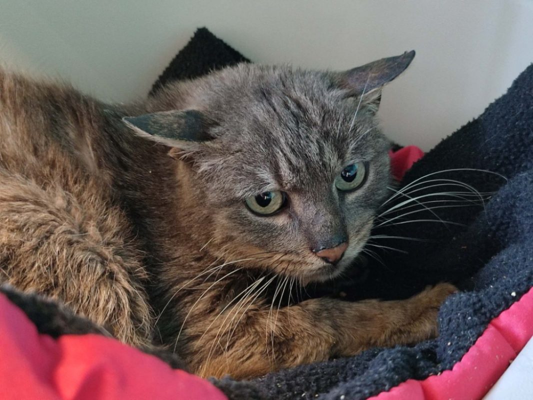 Cukip - Chat Européen à adopter - photo 6