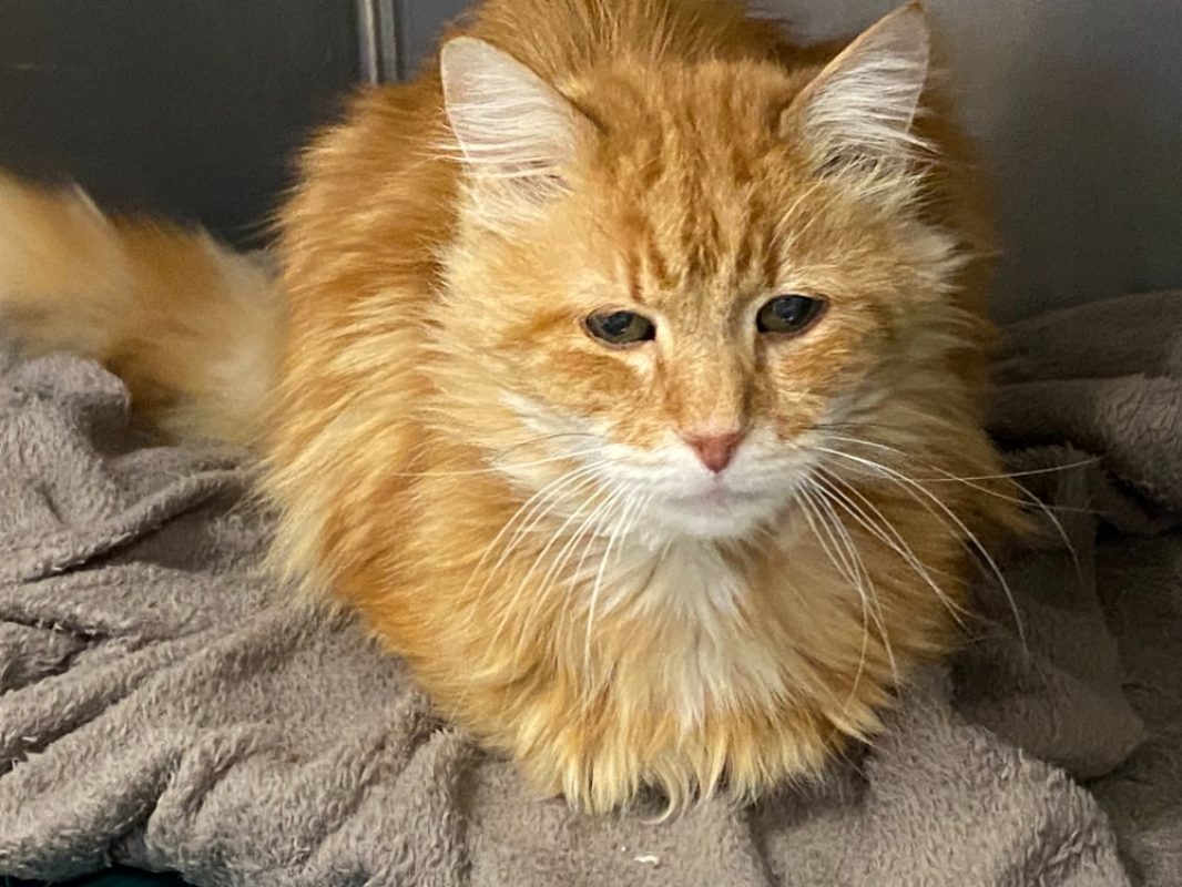 Dimitri - Européen à adopter à Le Cannet (06) - Animaux.fr