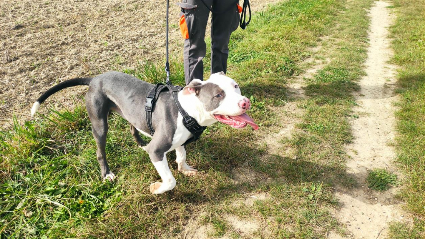 Photo #4 de Blue