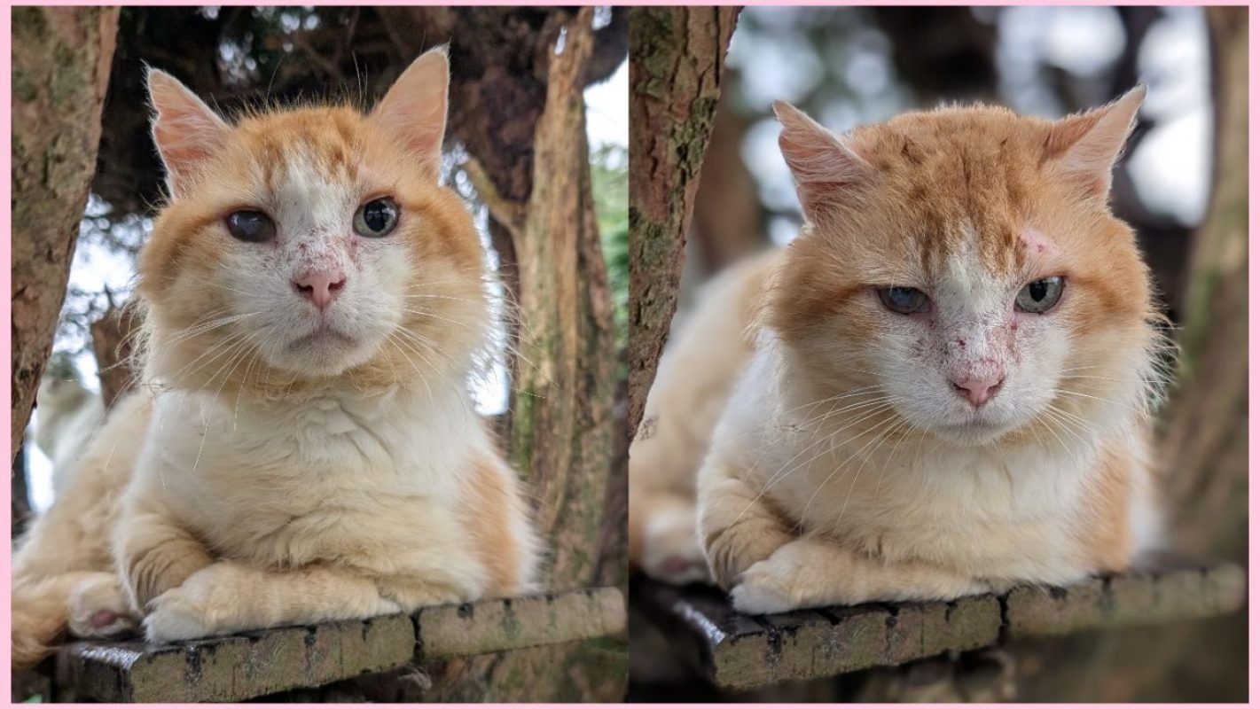 Sol - Chat Européen à adopter