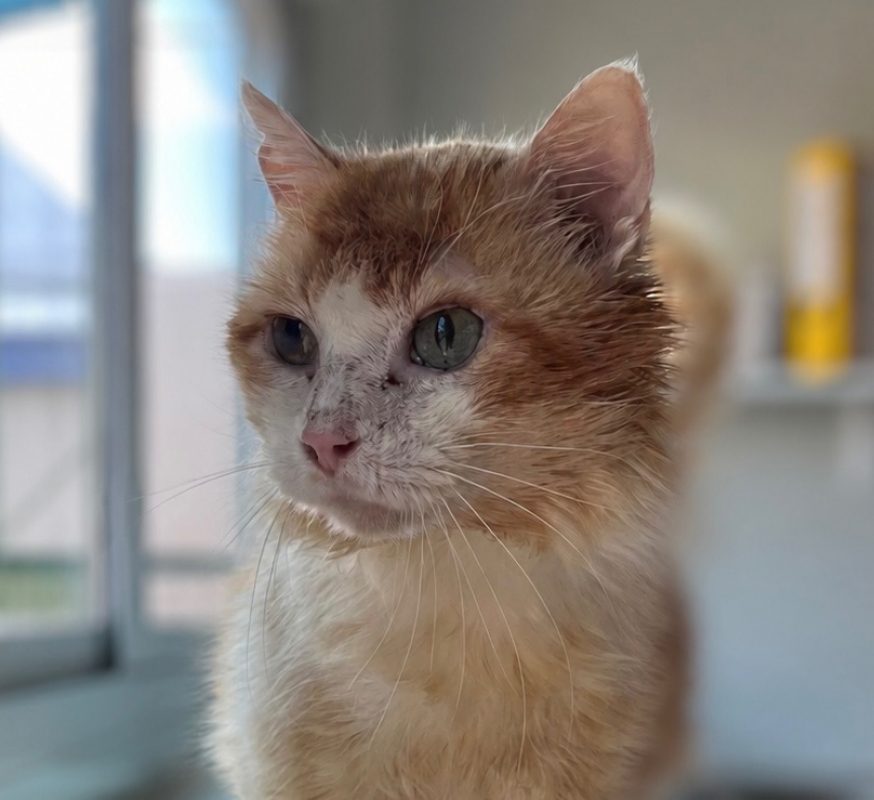 Sol - Chat Européen à adopter - photo 2