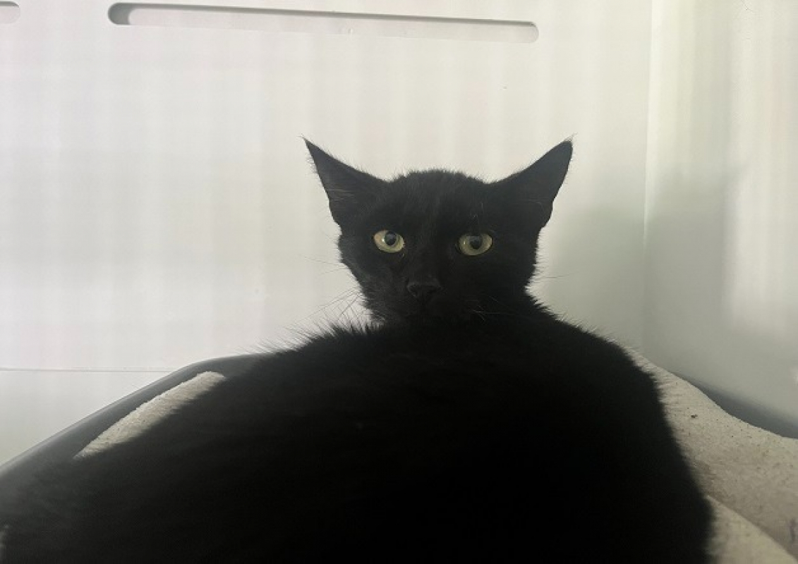 Photo de Choup choup