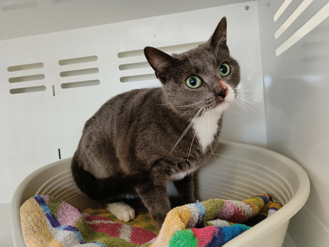 Photo #1 de Camomille