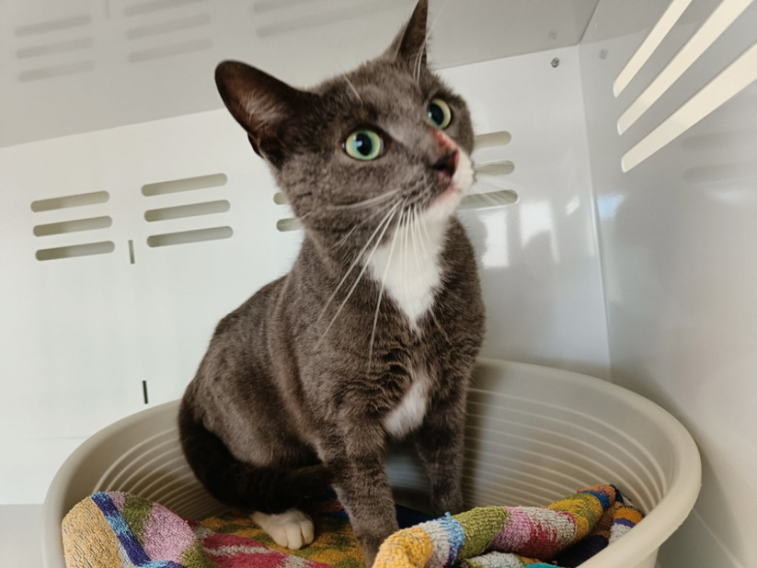 Photo #2 de Camomille