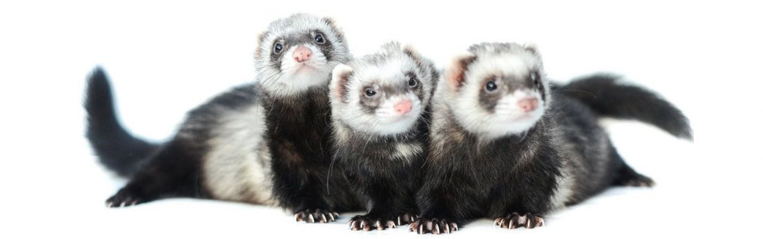 Photo de Vicky, Violette, Vanille 