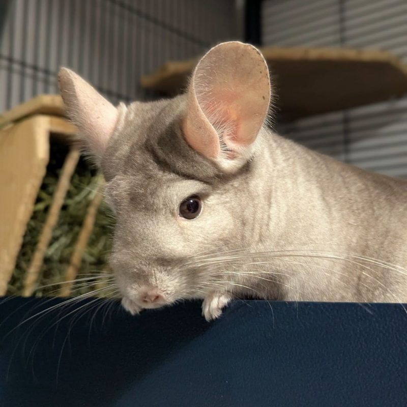 Freyja - Rongeur Chinchilla à adopter - photo 2
