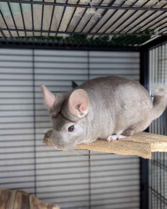 Photo #6 de Freyja