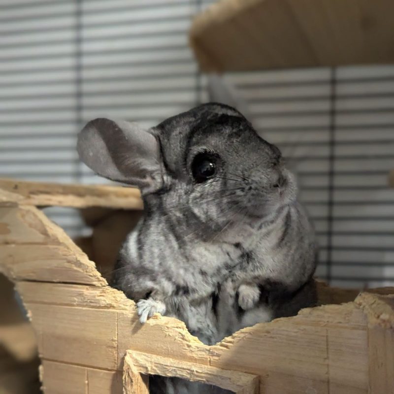 Pancho - Rongeur Chinchilla à adopter - photo 2