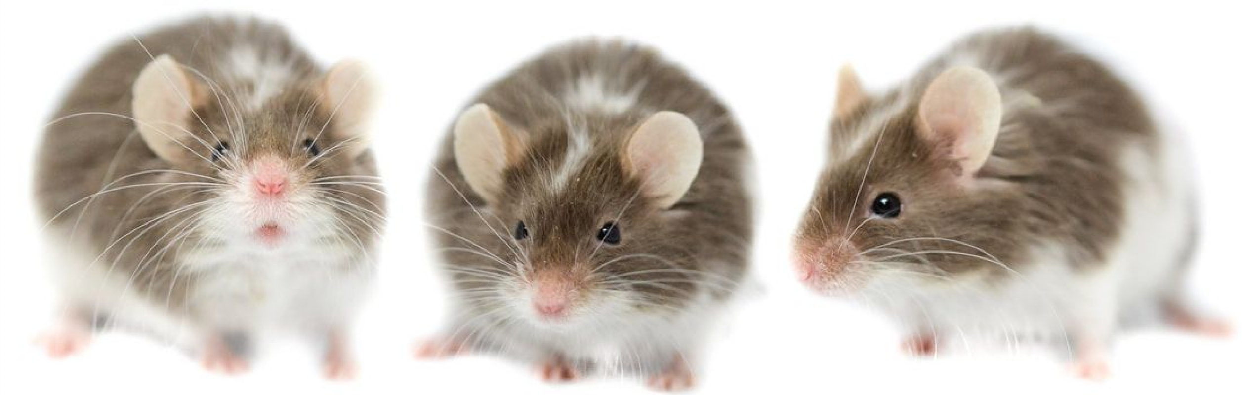 Photo #1 de Madeleine et Adèle