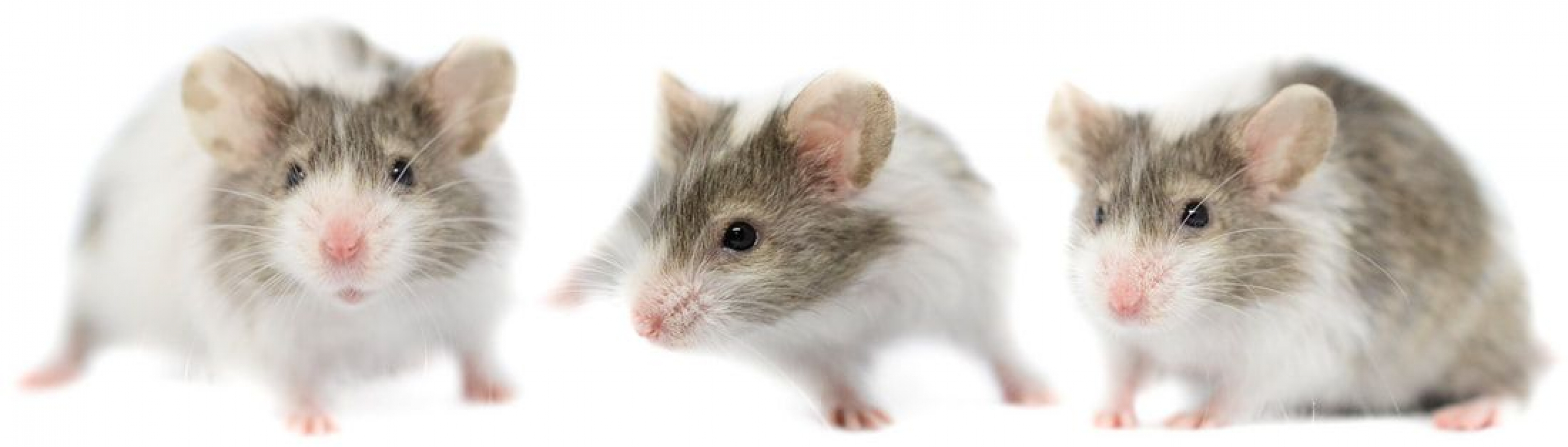 Photo #2 de Madeleine et Adèle