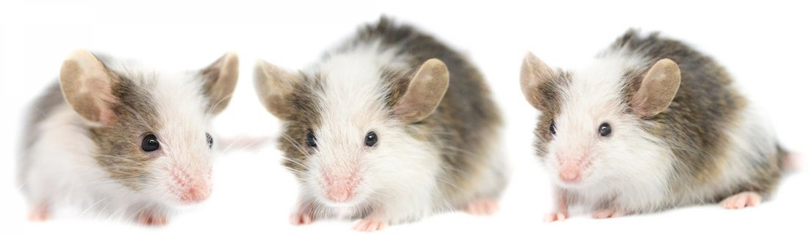 Photo #1 de Hortense, Clothilde et Célestine 