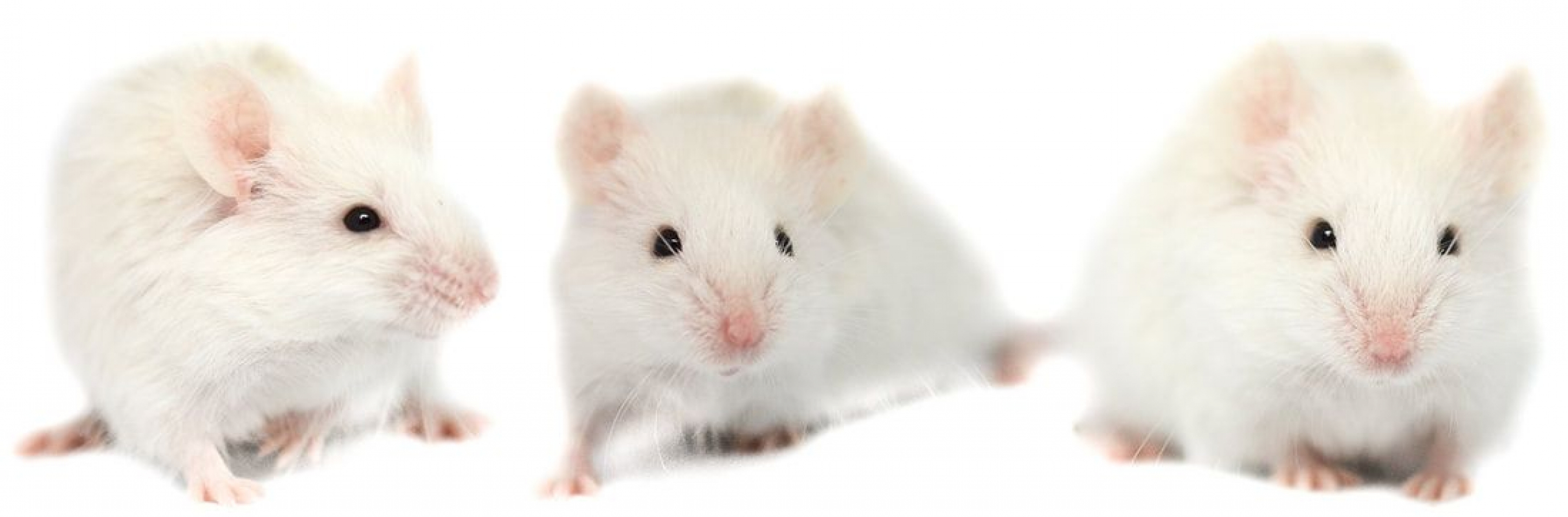 Photo #2 de Hortense, Clothilde et Célestine 