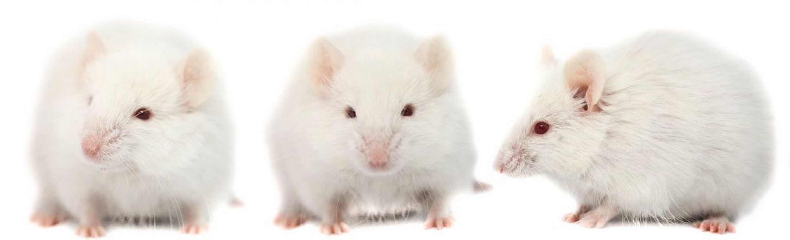 Photo #3 de Hortense, Clothilde et Célestine 