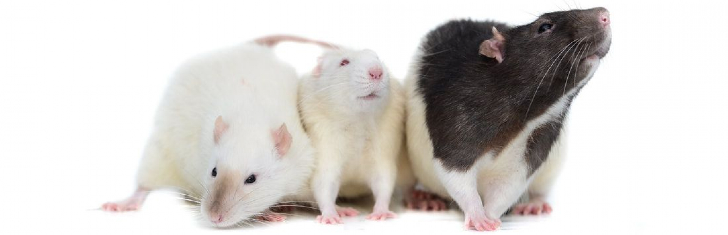 Photo de Achille, Balthazar, Cassius 