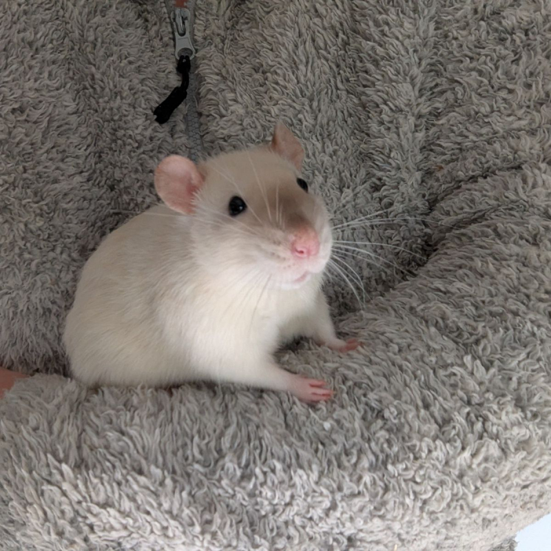 Photo #2 de Jasper