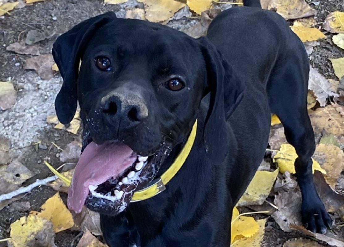 Kemuri - Chien Pointer Anglais à adopter