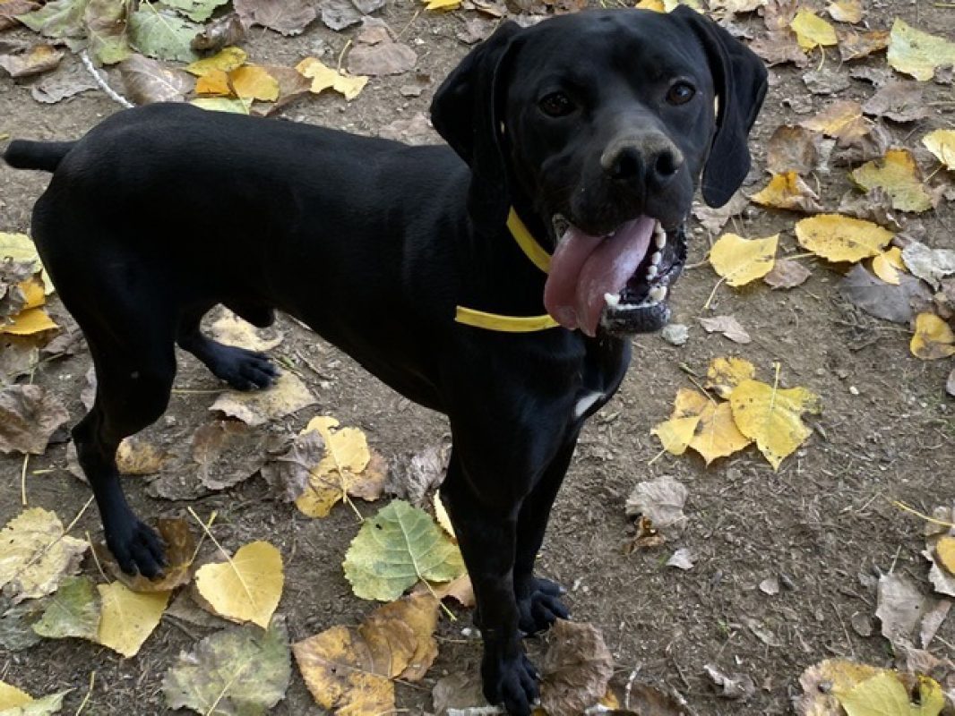 Kemuri - Chien Pointer Anglais à adopter - photo 2