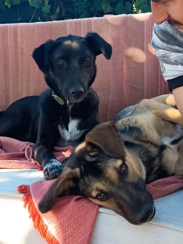Titus - Chien Croisé à adopter - photo 3