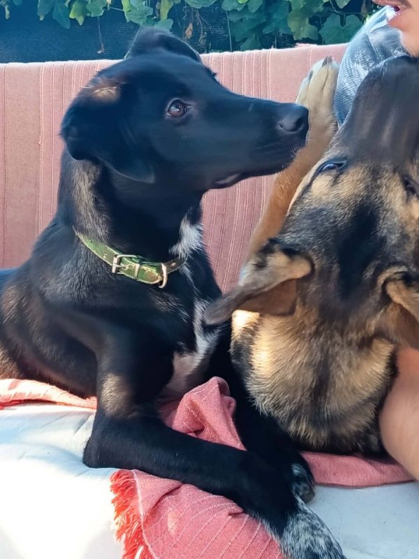 Titus - Chien Croisé à adopter