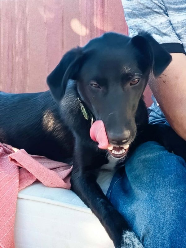 Titus - Chien Croisé à adopter - photo 2