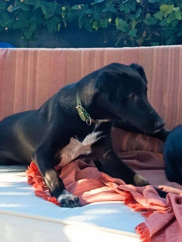 Titus - Chien Croisé à adopter - photo 4