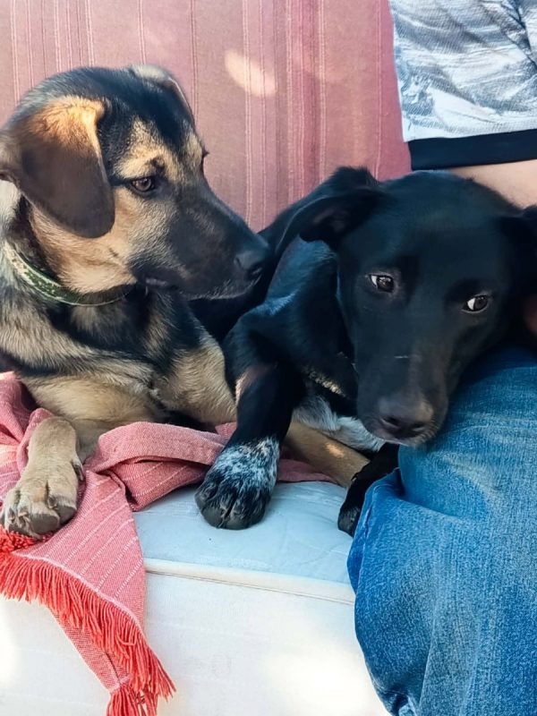 ELPIS - Chien à adopter - photo 4