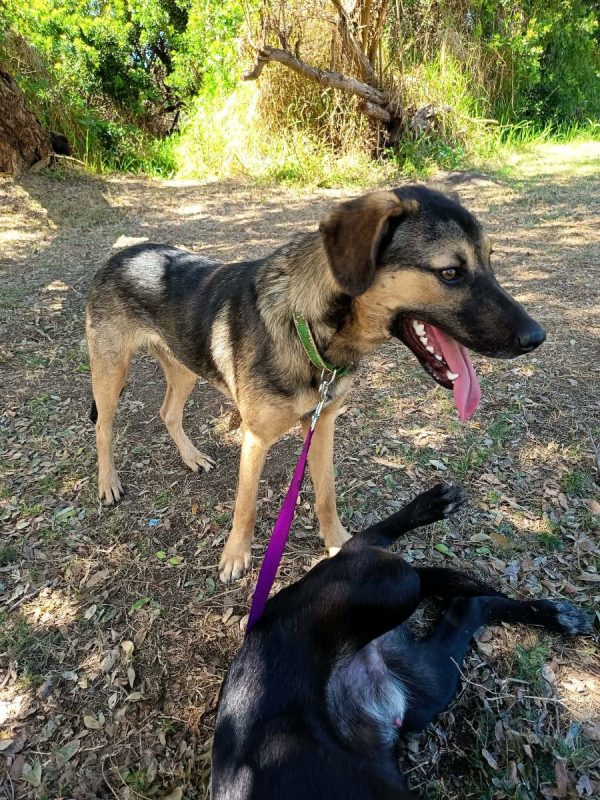 ELPIS - Chien à adopter