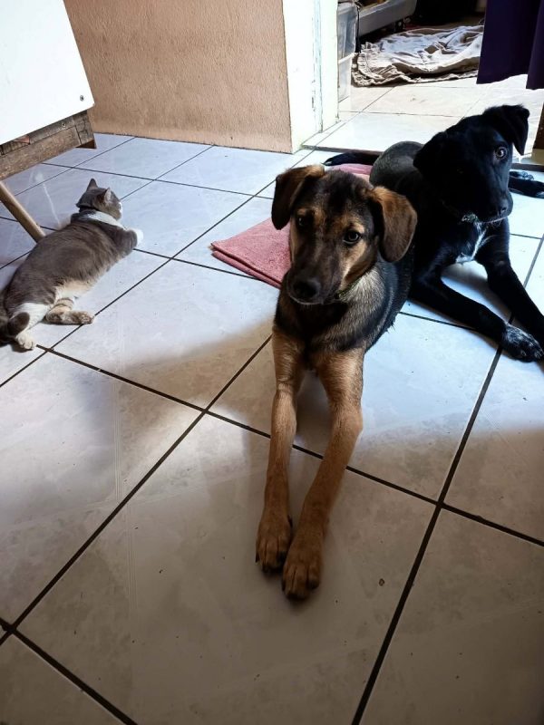 ELPIS - Chien à adopter - photo 2