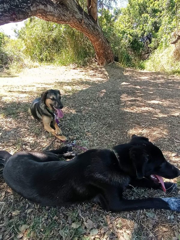 ELPIS - Chien à adopter - photo 3